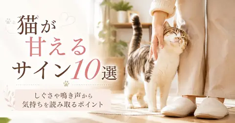 猫が甘えるサイン10選｜しぐさや鳴き声から気持ちを読み取るポイント