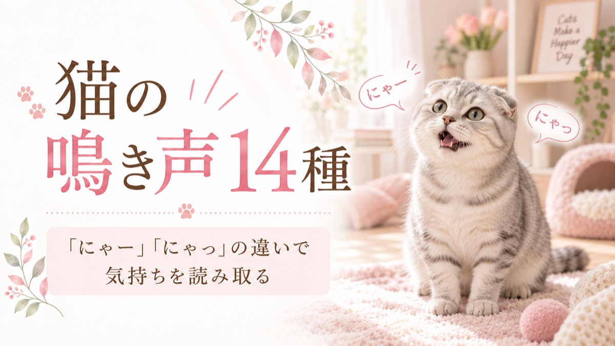猫の鳴き声の意味14種｜「にゃー」「にゃっ」の違いで気持ちを見分ける