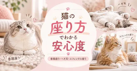 猫の座り方でわかる安心度｜香箱座り・へそ天・スフィンクス座りの違い