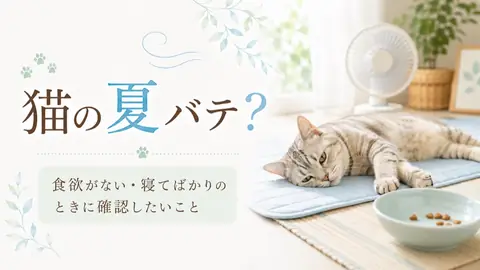 猫の夏バテ？食欲がない・寝てばかりのときの対策と受診サイン