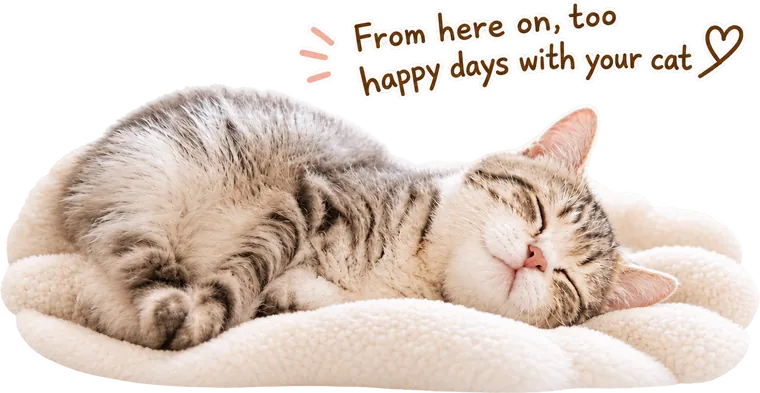 From here on, too — happy days with your cat