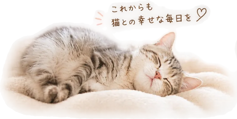 これからも猫との幸せな毎日を