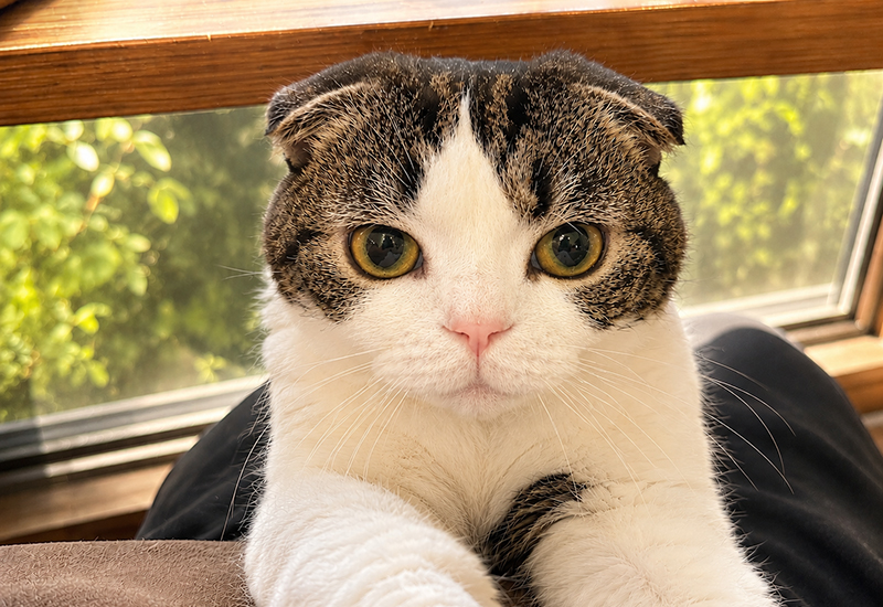Cute tabby cat